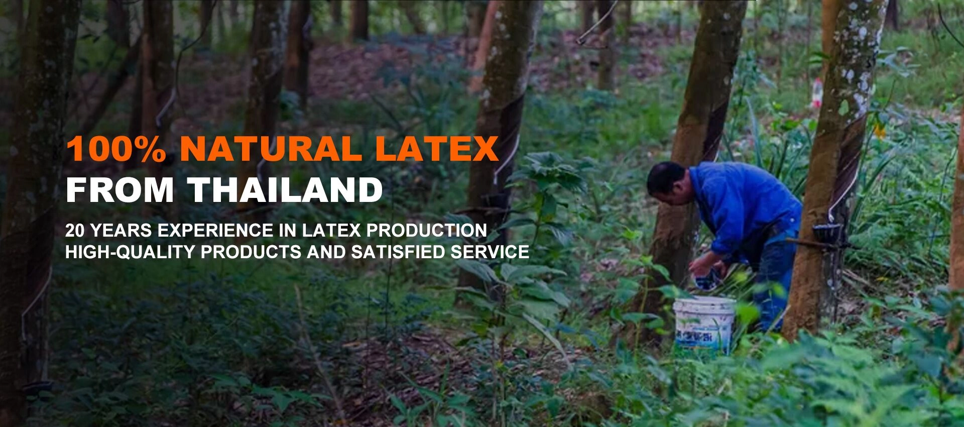 Latex Natural koltxoi hornitzailea